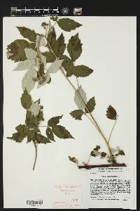 Rubus occidentalis image