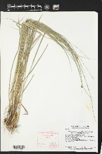 Chasmanthium sessiliflorum image