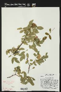 Rosa pisocarpa image