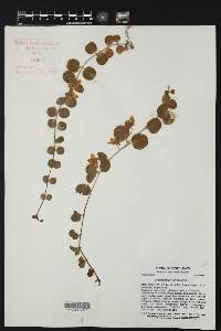 Lysimachia nummularia image