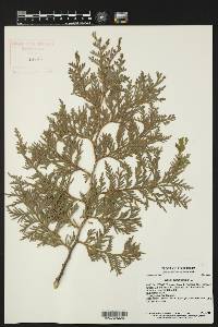 Thuja occidentalis image