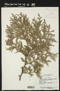 Thuja occidentalis image