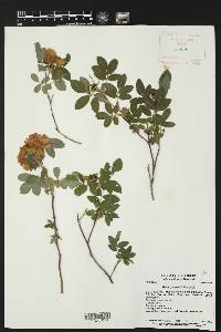 Rosa palustris image