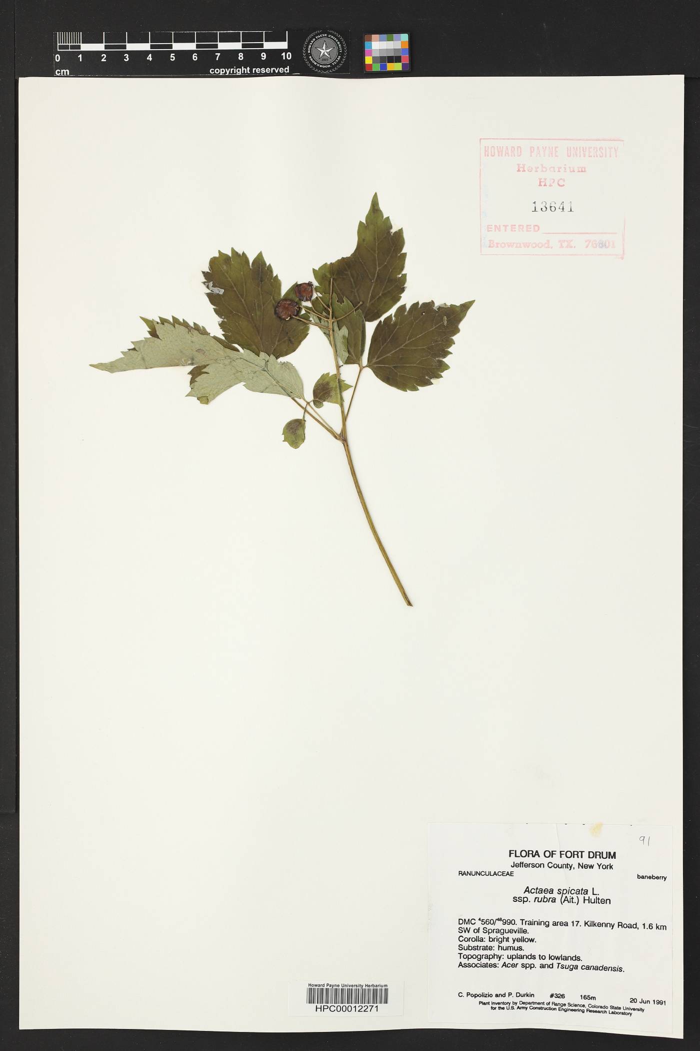 Actaea spicata image