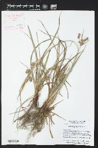 Cyperus retrorsus var. retrorsus image