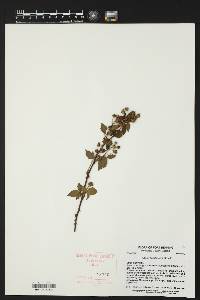 Rubus argutus image