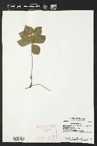 Cornus canadensis image