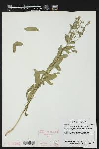 Lepidium campestre image