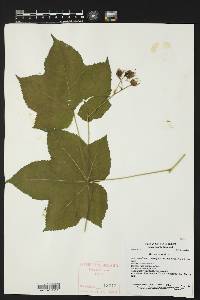 Rubus odoratus image