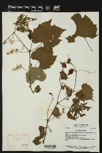 Vitis riparia image