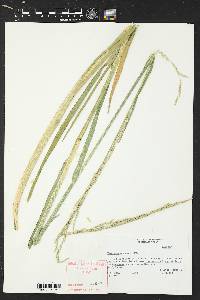 Glyceria septentrionalis image