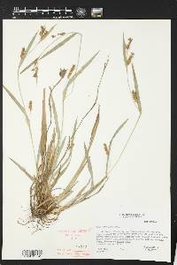 Carex flaccosperma image