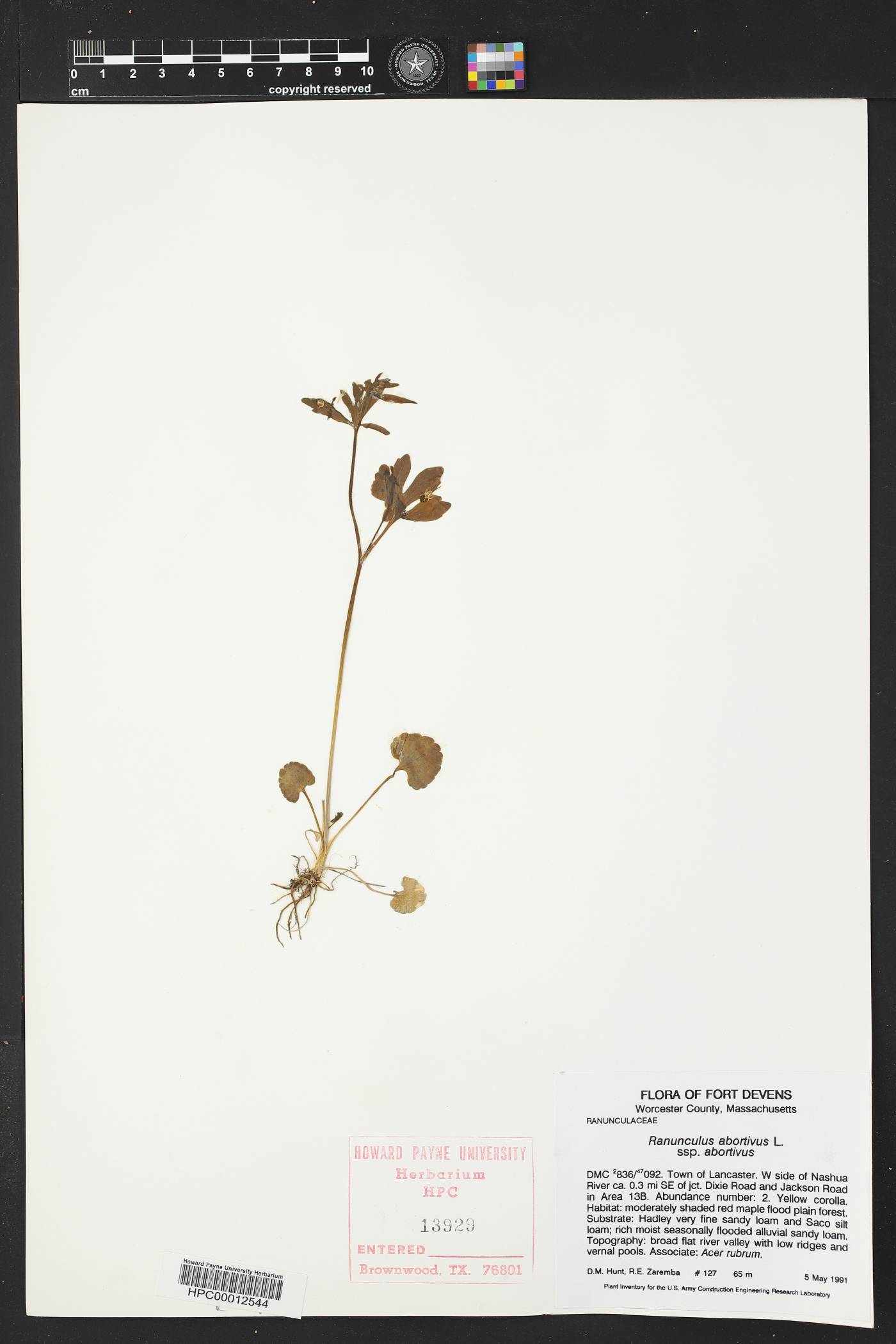 Ranunculus abortivus subsp. abortivus image