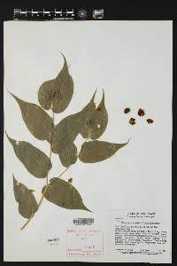 Prosartes hookeri image