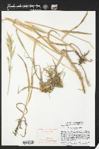 Bromus inermis var. inermis image