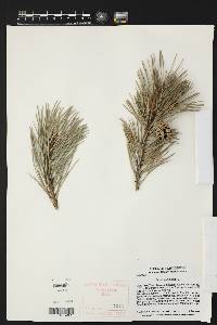 Pinus sylvestris image