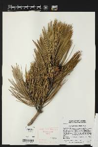 Pinus resinosa image