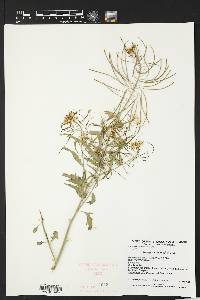 Thelypodium wrightii image