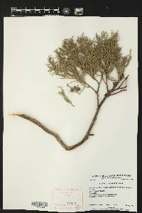 Juniperus deppeana image