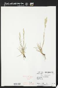 Bromus catharticus image