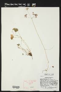 Geranium dissectum image