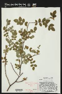 Rosa gymnocarpa image