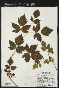 Rubus spectabilis image