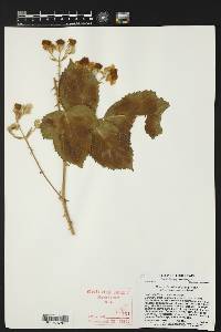 Rubus discolor image