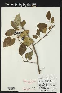 Pyrus fusca image