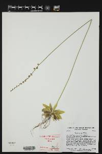 Aletris aurea image