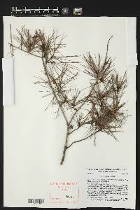Pinus glabra image