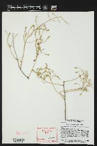 Aloysia wrightii image