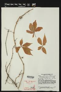 Parthenocissus inserta image