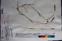 Anthoxanthum odoratum image
