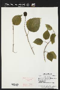 Aralia nudicaulis image