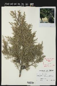 Cupressus arizonica subsp. arizonica image