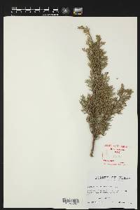 Cupressus sempervirens image