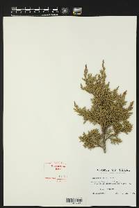 Juniperus ashei image