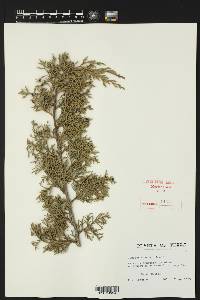 Juniperus ashei image