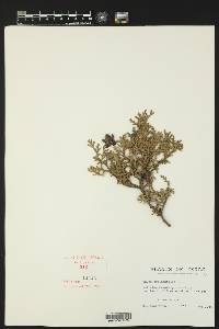 Thuja occidentalis image