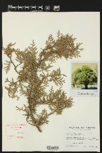 Thuja occidentalis image