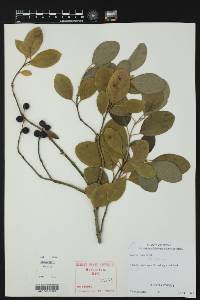 Garrya ovata image