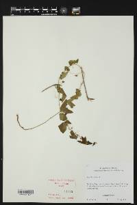 Passiflora lutea image