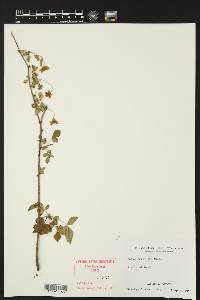 Rubus trivialis image