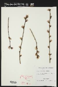 Prunus persica image