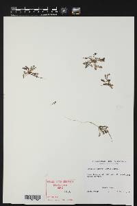 Erodium botrys image