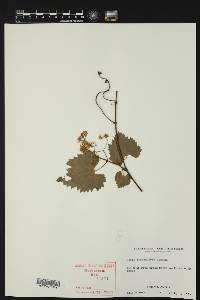 Vitis cinerea var. helleri image