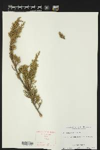 Juniperus ashei image