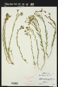 Linum imbricatum image