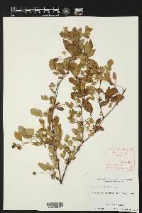 Rubus trivialis image